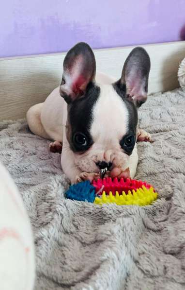 Французский бульдог