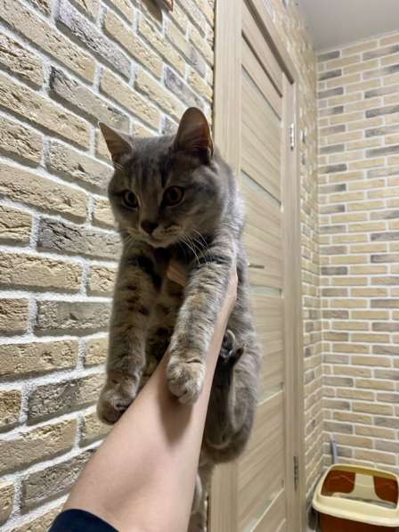 Отдам котика в добрые руки в Москве фото 4