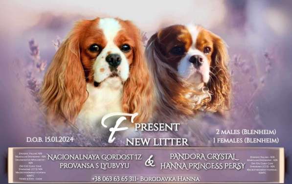 Cavalier king ? в фото 3