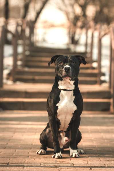 Молодой амстафф в добрые руки в Москве фото 3