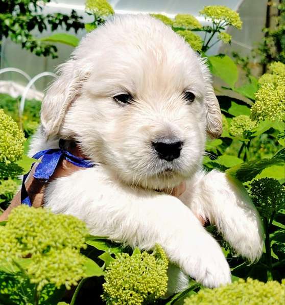 Щенки золотистого (голден)ретривера в Москве фото 5