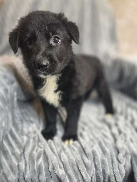 Щенки от мамы-овчарки в дар в Москве фото 4