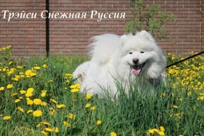 Самоед щенки в Барнауле фото 3