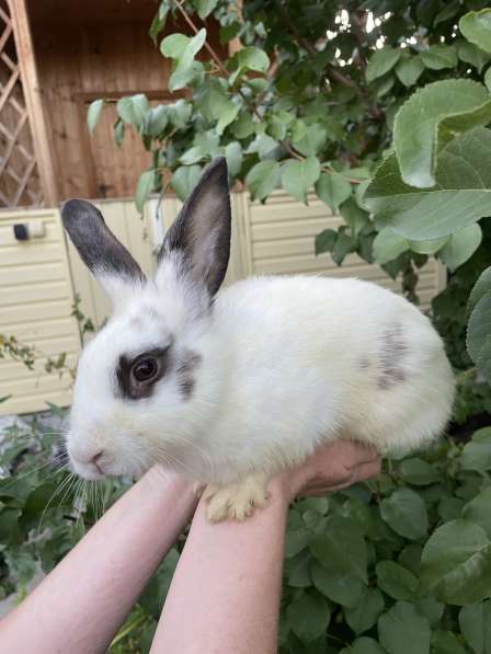 Декоративный кролик в Астрахани