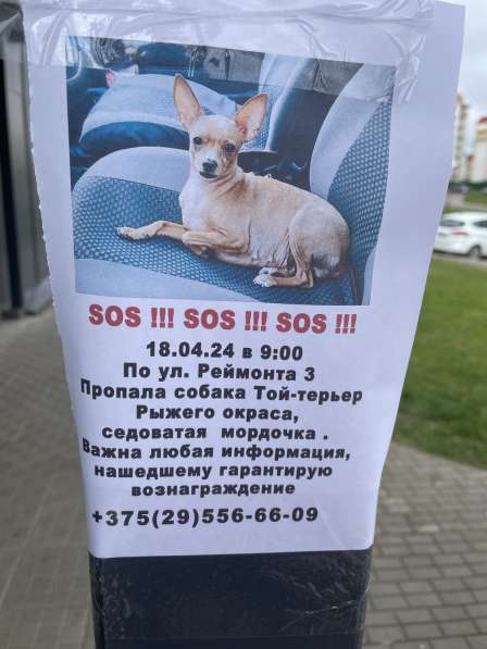 Пропала собака в 
