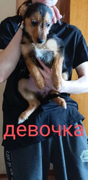 Йоркширский терьер щенки в Липецке фото 7