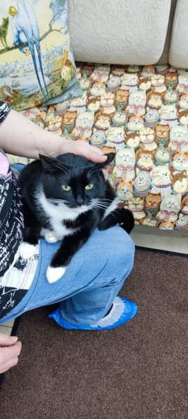 Кошечка Ромашка в добрые руки в Москве фото 13