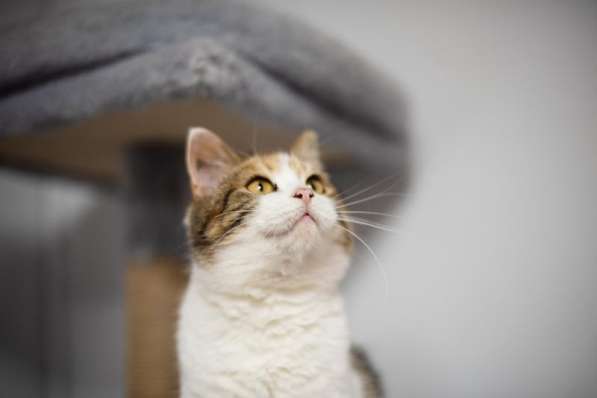 Необычная красавица Летти в добрые руки в Москве