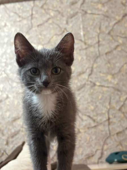 Отдаю котенка