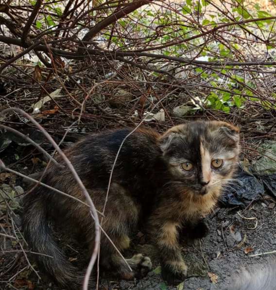 Котикам нужен дом в Черкесске фото 3