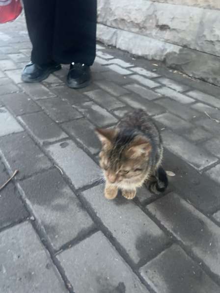 Котенок мальчик в Саратове фото 3