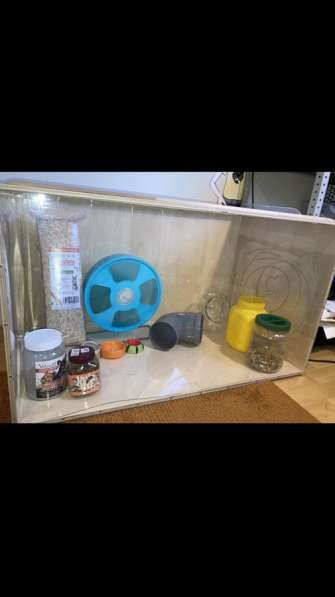 Витрина для хомяка бу 90х50х50 в Санкт-Петербурге фото 5