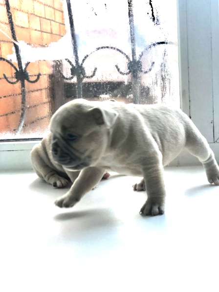 В продаже щенки французского бульдога в Барнауле фото 5