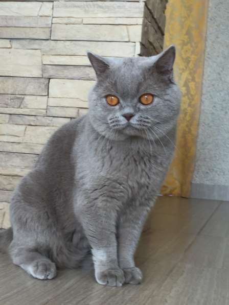 Британская короткошерстная в Москве