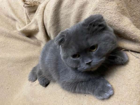 Британские Шотландские Котята в фото 4