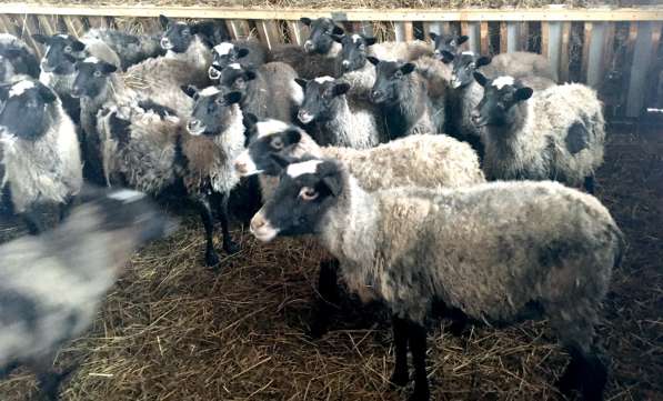 Племенные породные овцы Романовской породы в Рузе фото 4