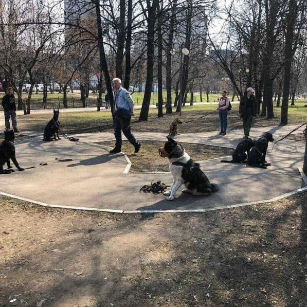 Дрессировка собак в Москве фото 13