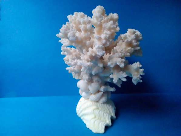 Коралл на тридакне 11,7 - морской сувенир в Ялте