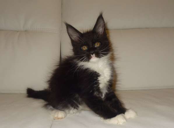 Ламборджини кошечка мейн кун в Москве фото 21