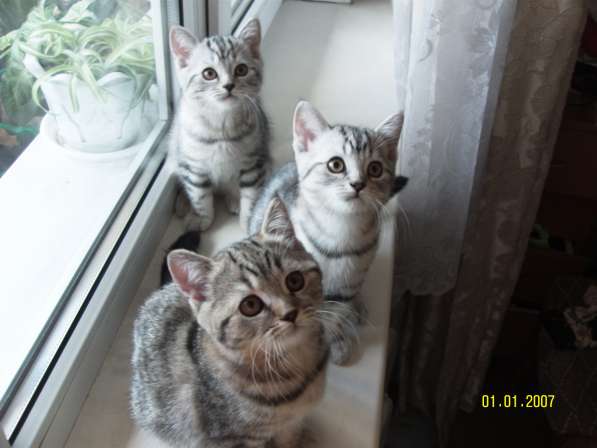 Продаются породистые короткошерстные британские котята в фото 6