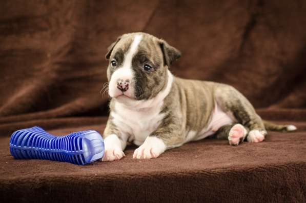 For Sale American Staffordshire Terrier puppy UKU в фото 5