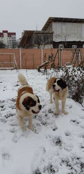 Щенки сенбернара в фото 14