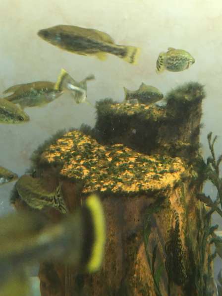 Амека глянцевая - живородка, чистильщик в Екатеринбурге фото 5