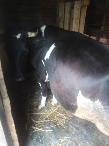 Коровы дойные в Соликамске