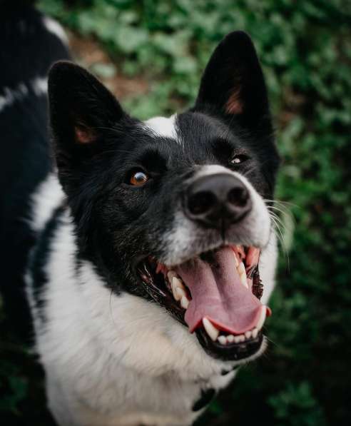 Красивый пёс Рэнди в добрые руки! в Москве фото 13