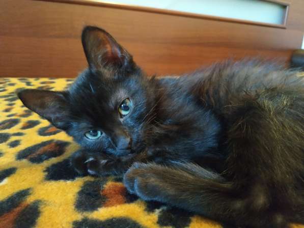 Котенок черный (метис Бомбейской кошки) в фото 6