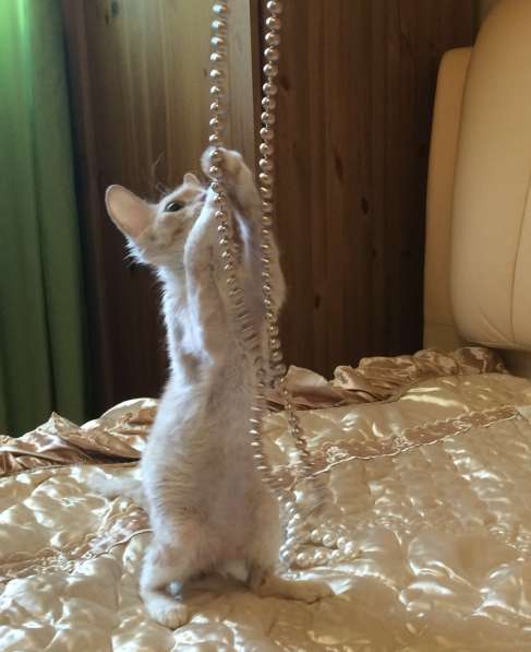 Эксклюзивная порода Розовый Фламинго) Неаллерген