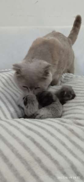 Продам кошенят можна вже бронювати,народилися 15 вересня,мам в фото 3