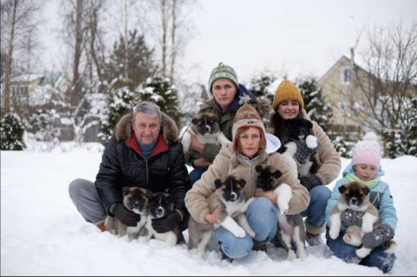 Щенки Американской акиты в Санкт-Петербурге фото 36