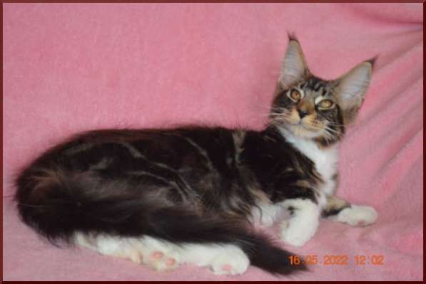 Роскошный черный котик мейн-кун из питомника в Астрахани фото 20