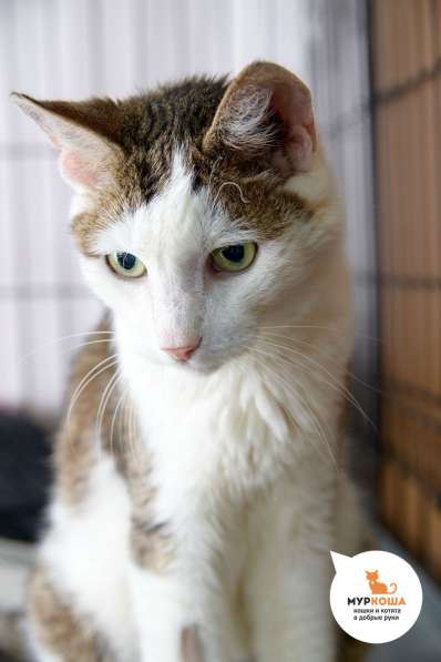 Котик Даймон в Москве фото 5