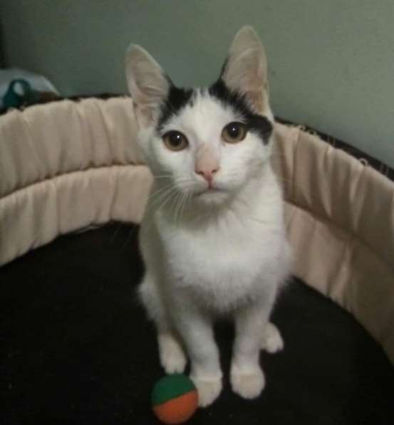 Котенок в добрые руки. Бедный Хвостик в Москве фото 6