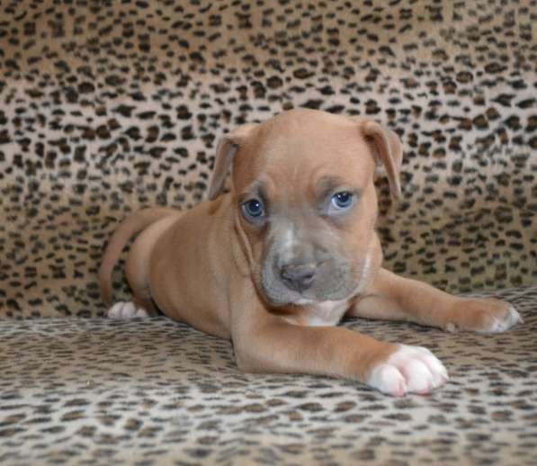 Шикарные Амстаффики мальчики и девочки ркф в Москве фото 15