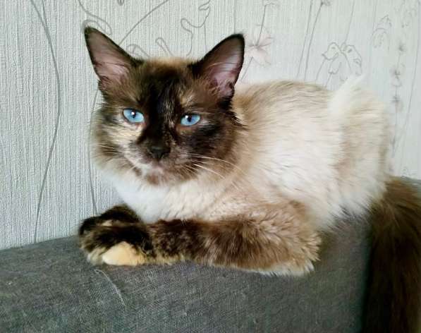 Невская красавица Сильва мечтает обрести дом в Москве фото 16