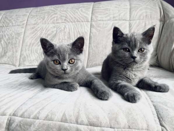 Шотландские плюшевые котята в Москве фото 6