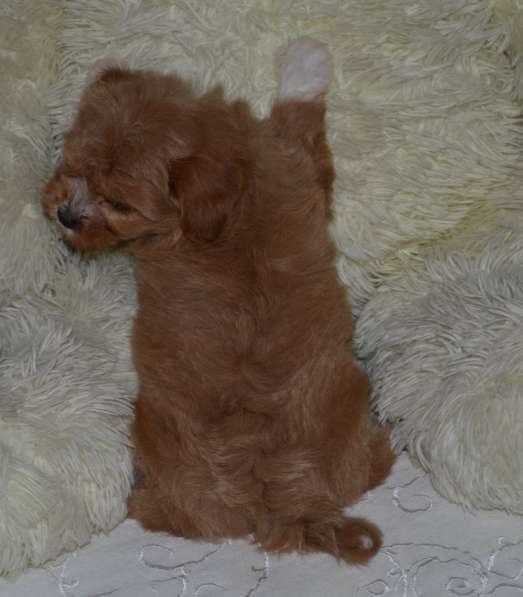 Мальтипу F - 1 в фото 3