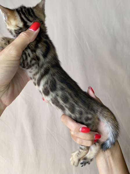 Бенгальские котята в Ростове-на-Дону фото 15