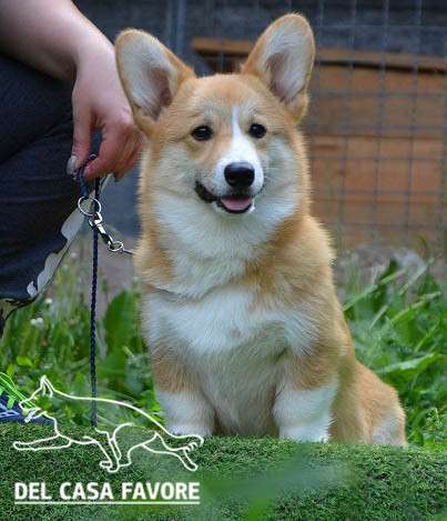 Подрощеный кобель Вельш Корги Пемброк в фото 4