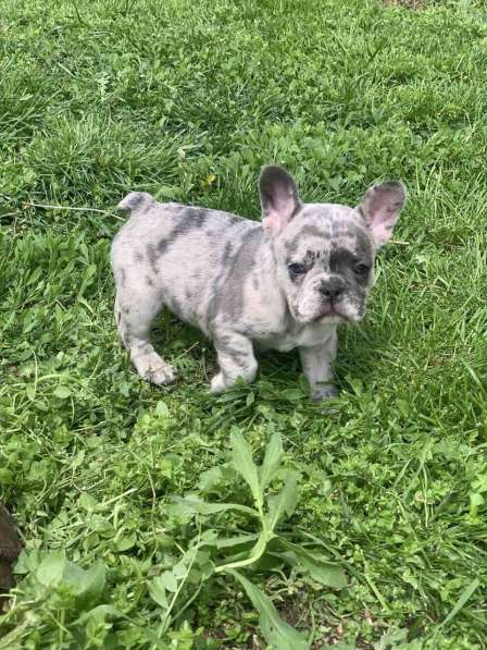 French bulldog в фото 14