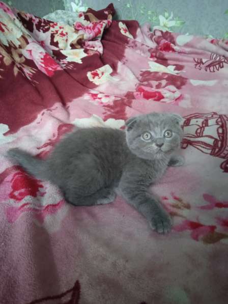 Шотландские котята в фото 6