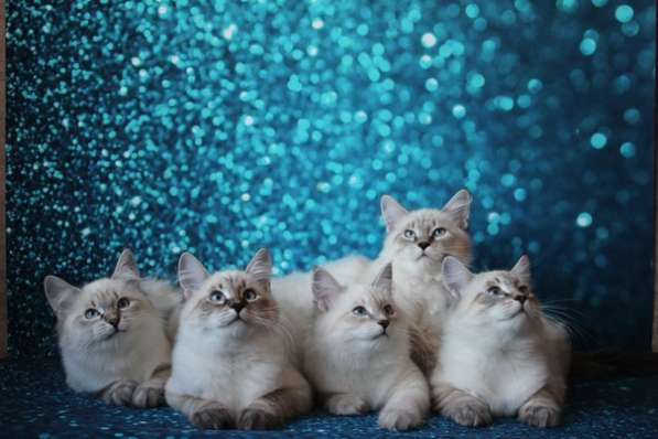 Питомник невских маскарадных кошек Golden Sand в Анапе фото 6