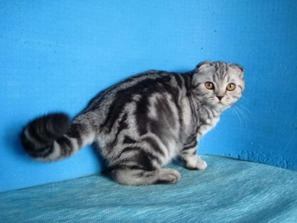 Кошечка с ярким контрастным мраморным окрасом в Казани фото 10
