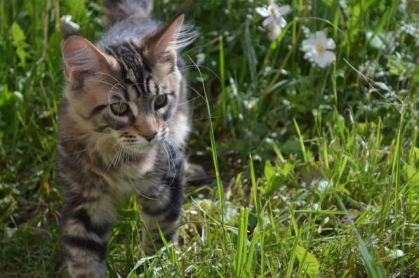 Котята Мейн кун Maine Coon Kittens в Лыскове фото 4