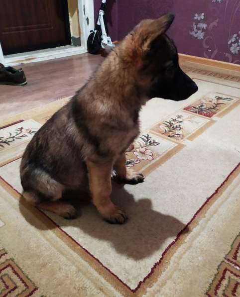 Щенок немецкой овчарки в фото 7