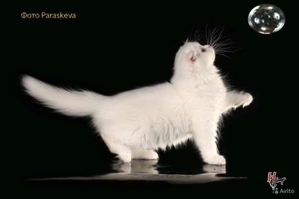 Котенок - счастье в дом в Санкт-Петербурге фото 9