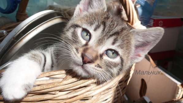 Котята Севастополь. Прекрасная девочка в добрые руки! в Севастополе фото 20